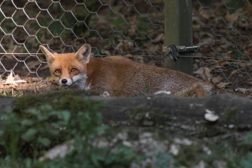 Biotopwildpark Anholter Schweiz