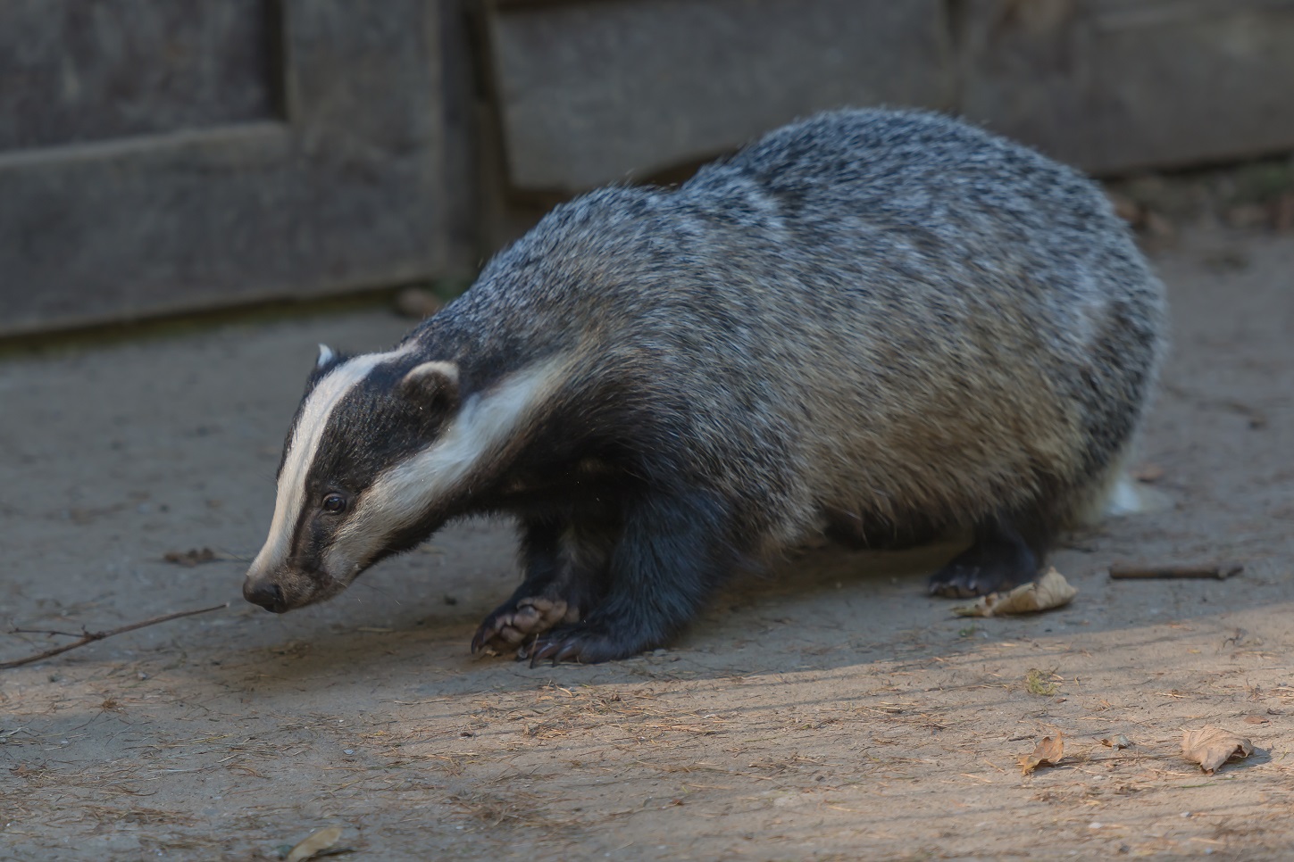 Biotopwildpark Anholter Schweiz