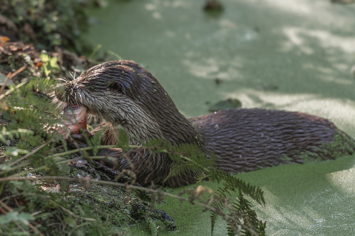 Biotopwildpark Anholter Schweiz