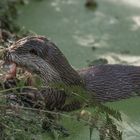 Biotopwildpark Anholter Schweiz