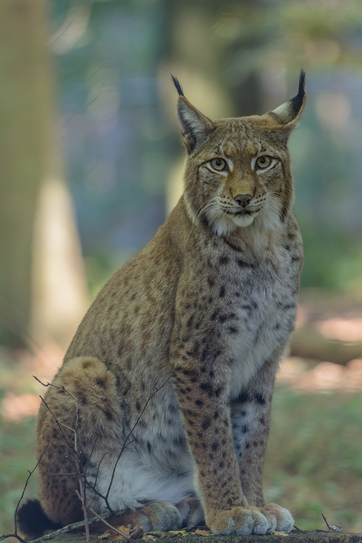 Biotopwildpark Anholter Schweiz