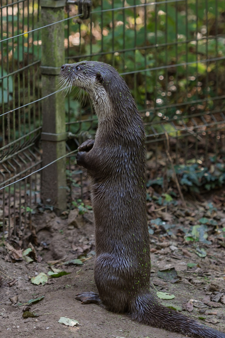 Biotopwildpark Anholter Schweiz