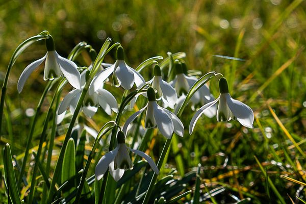 Biowärme - Biochaleur