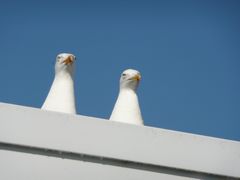 Biowecker auf Norderney