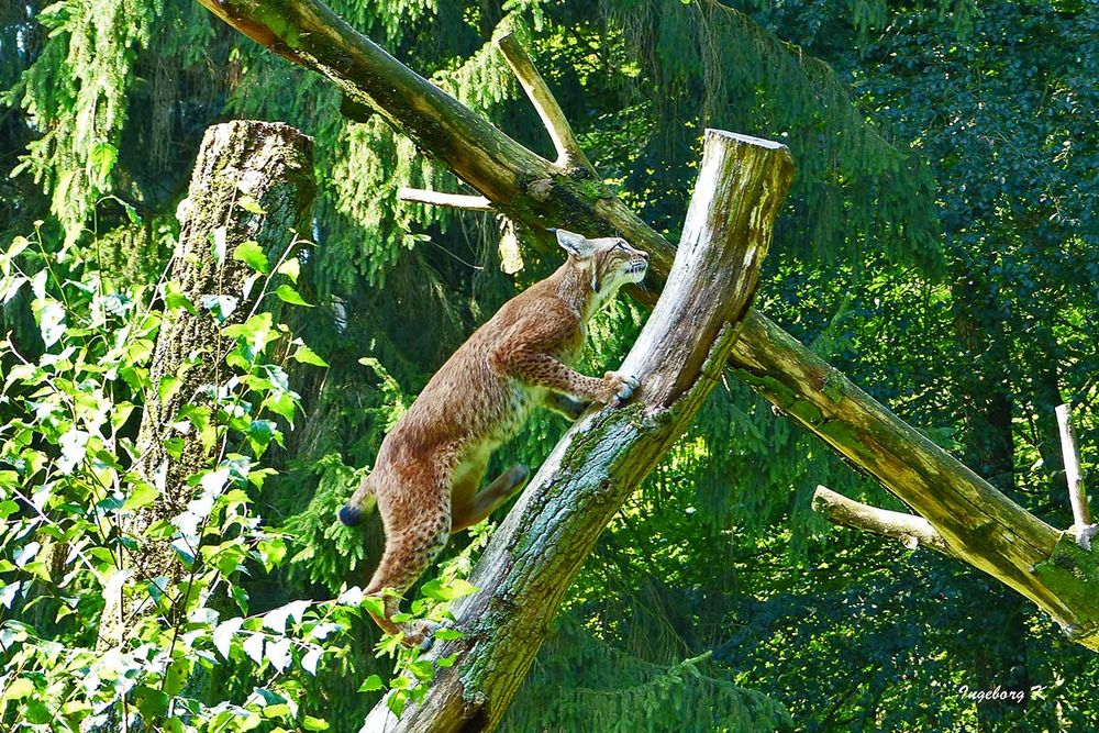 Biowildpark Aholt - Luchs - entschließt sich doch, auf den Baum zu klettern