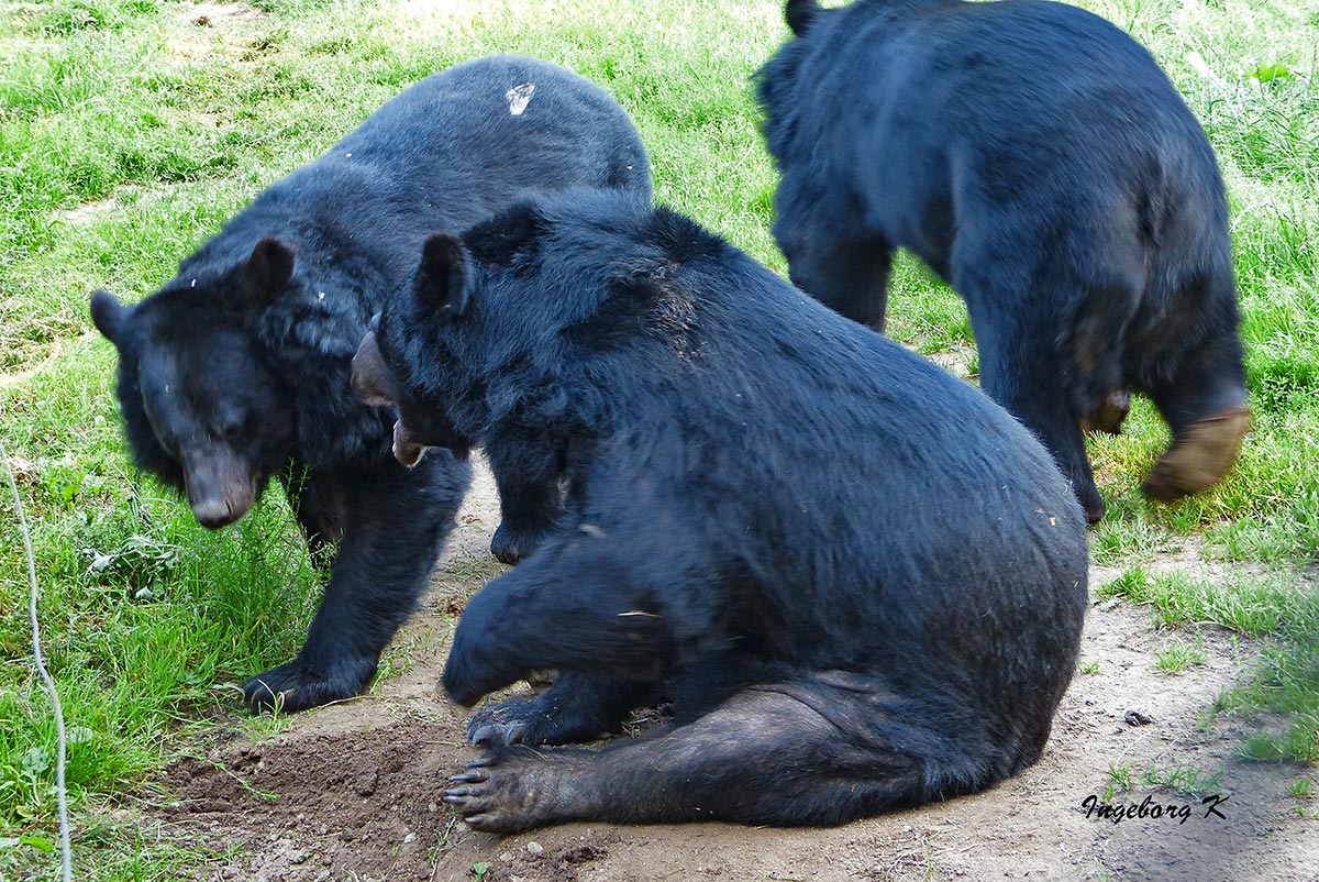 Biowildpark Anholg - Streit unter Kragenbären