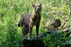 Biowildpark Anholt - Futterzeit für den Luchs