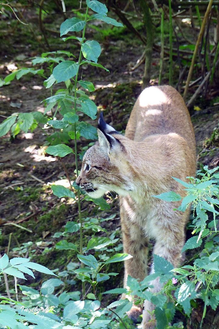 Biowildpark Anholt - Luchs  das Weibchen