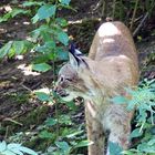 Biowildpark Anholt - Luchs  das Weibchen