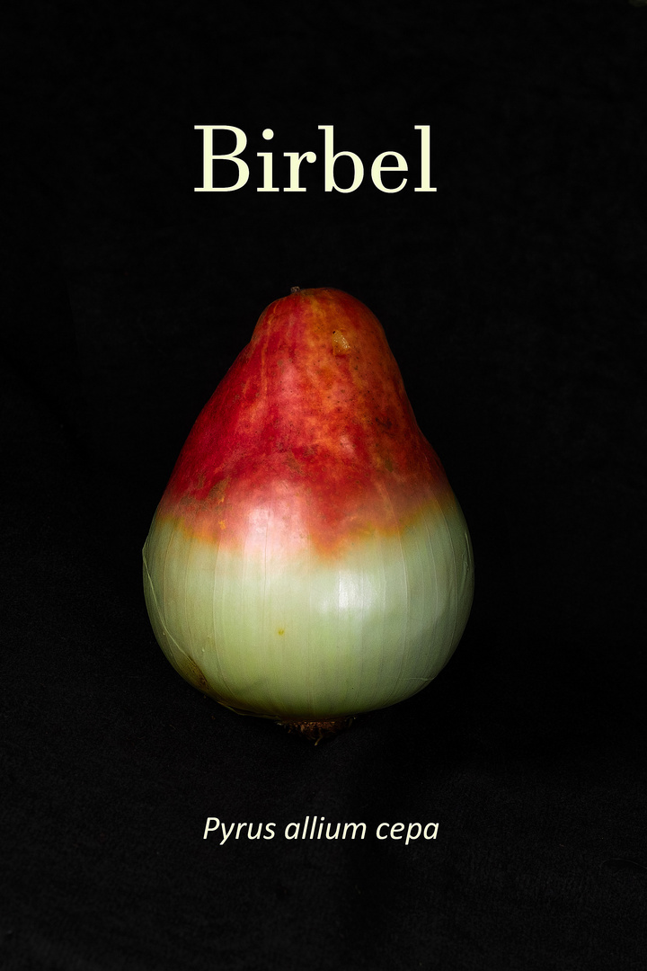 Birbel