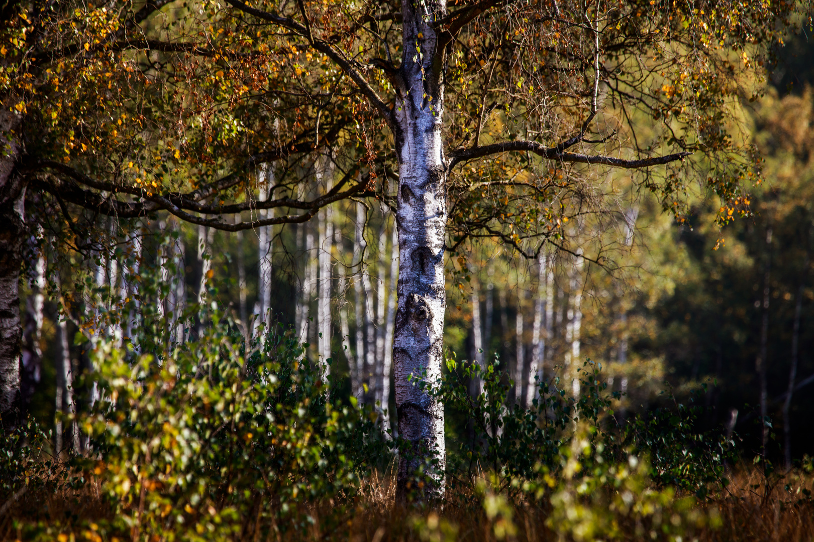 Birch Foto & Bild | world, wald, bäume Bilder auf fotocommunity