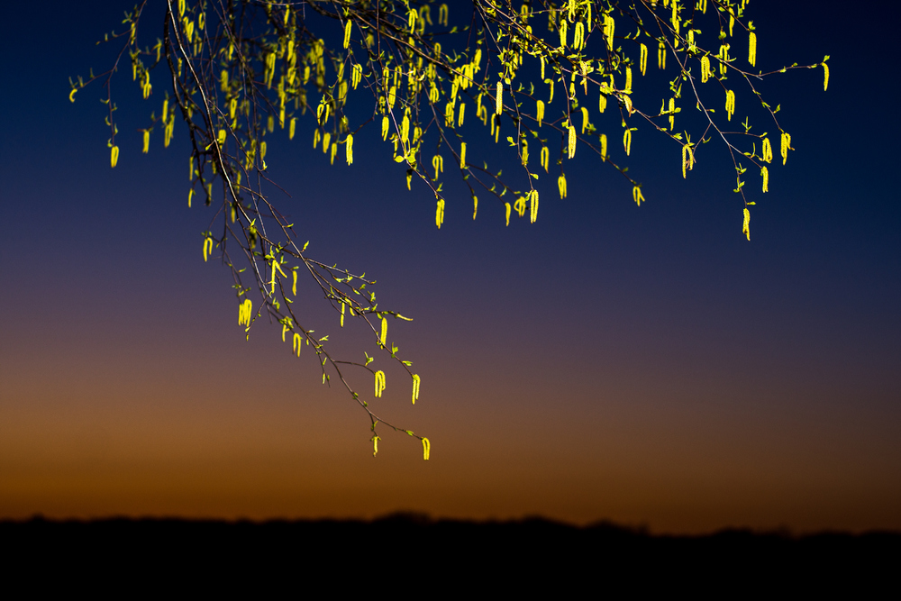 birch at night