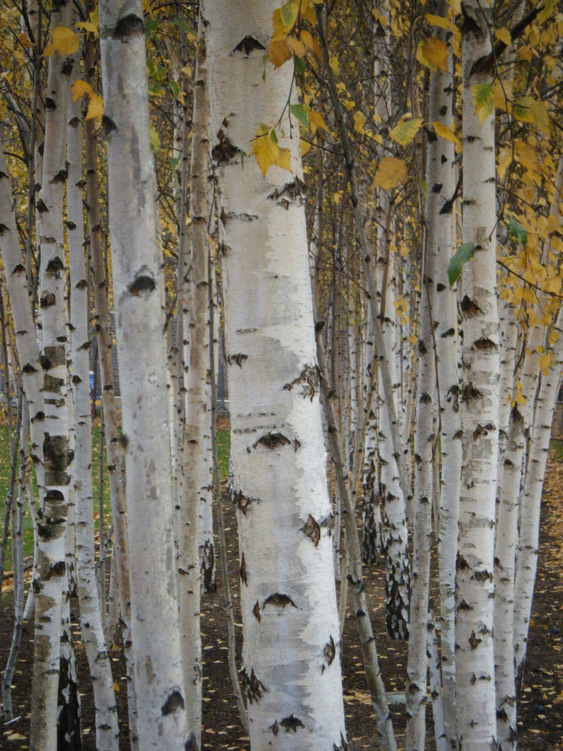 Birch Avenue