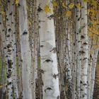 Birch Avenue