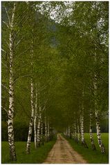 Birch Avenue