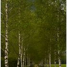 Birch Avenue