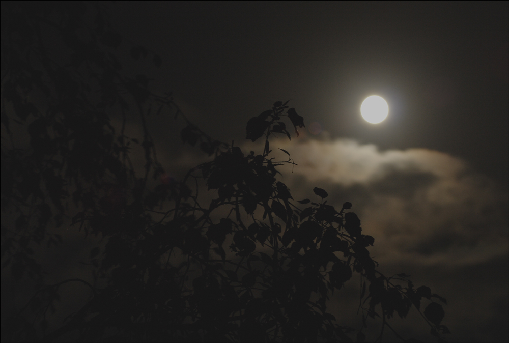 birch, clouds and moon