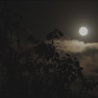 birch, clouds and moon