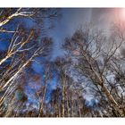 Birch forest-2