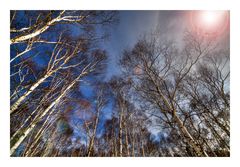 Birch forest-2