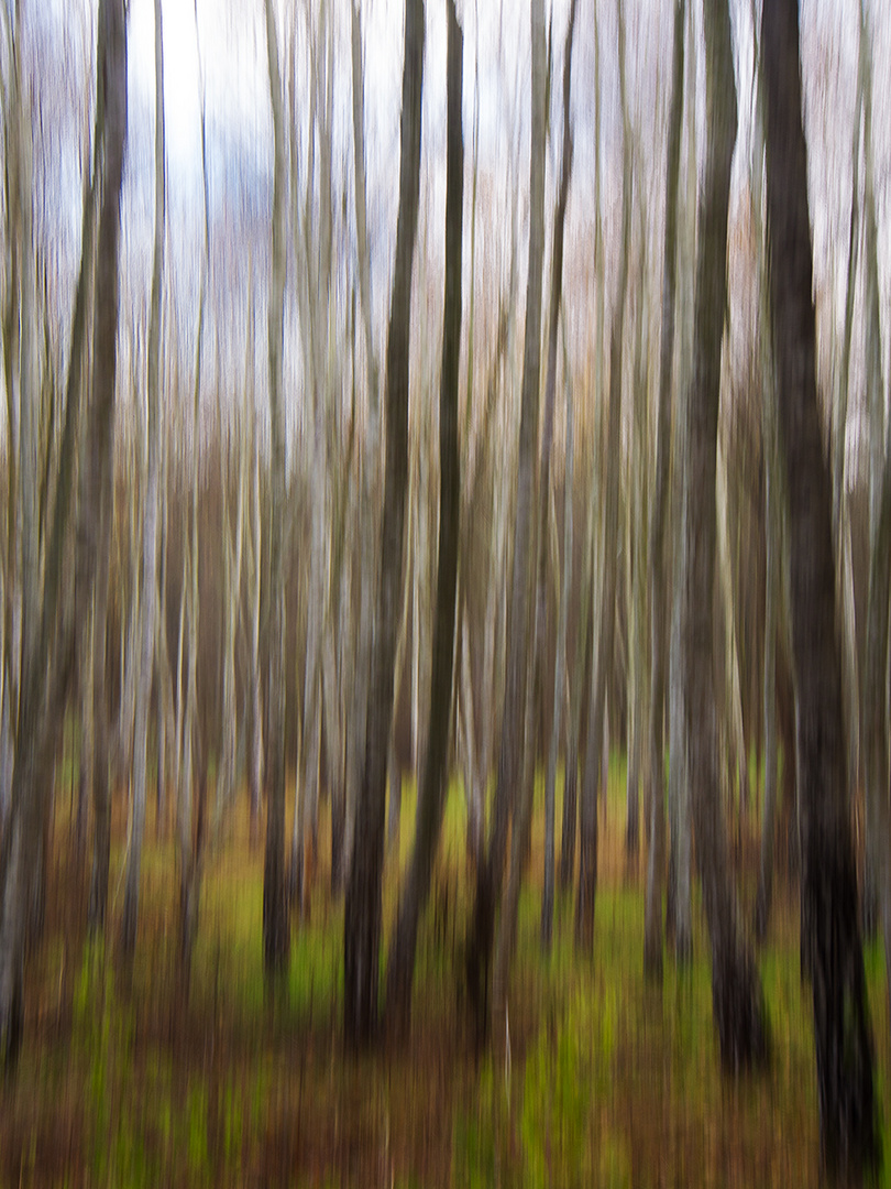 Birch forest