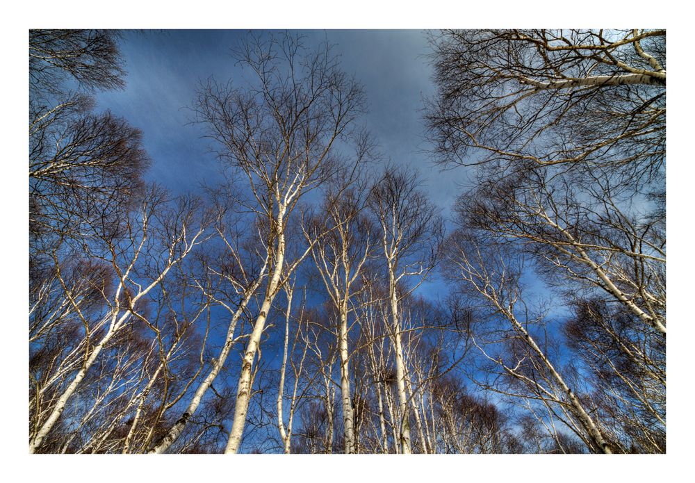 Birch forest