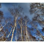 Birch forest