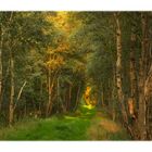 birch forest I