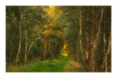 birch forest I