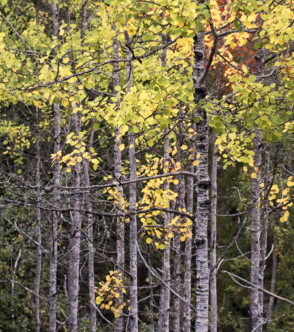 Birch Forest In Autumn 