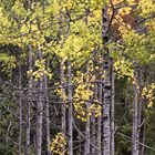 Birch Forest In Autumn 