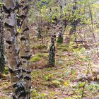 Birch forest-morning