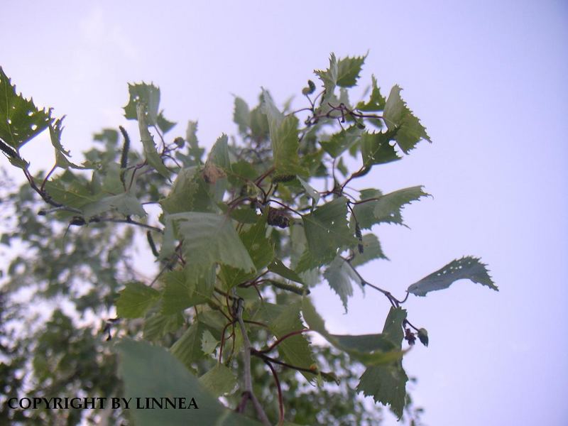 Birch from below ;)