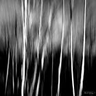 birch grove glance