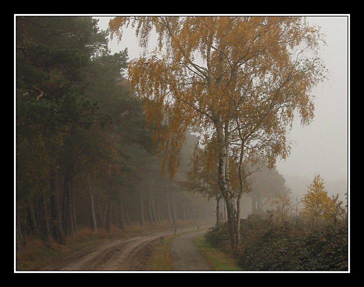 Birch in autumn-colours