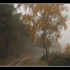 Birch in autumn-colours