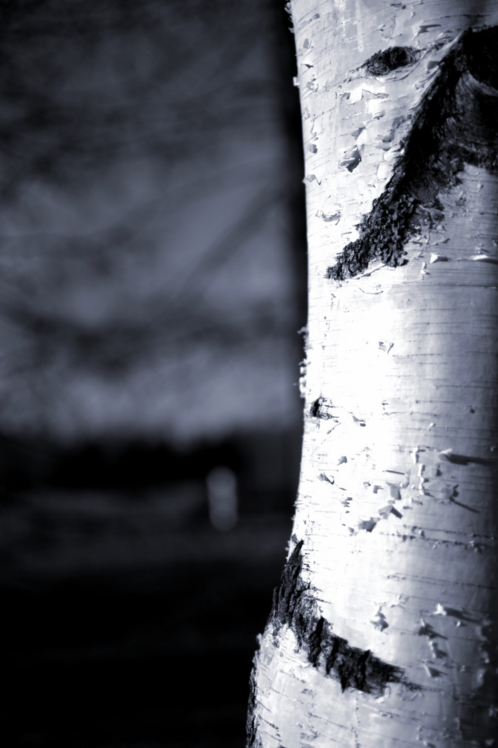 Birch in Black and White