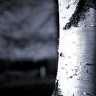 Birch in Black and White