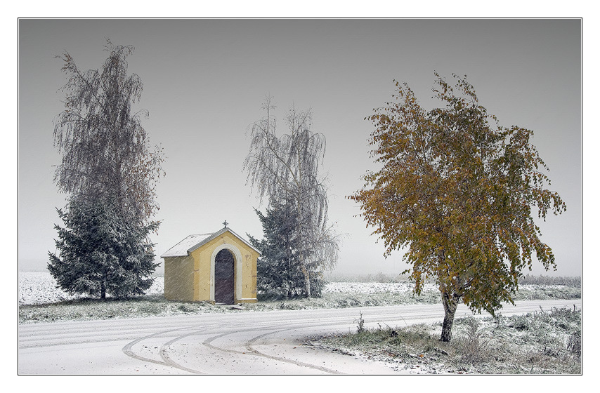 Birch in the wind