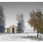 Birch in the wind