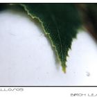 birch leafs