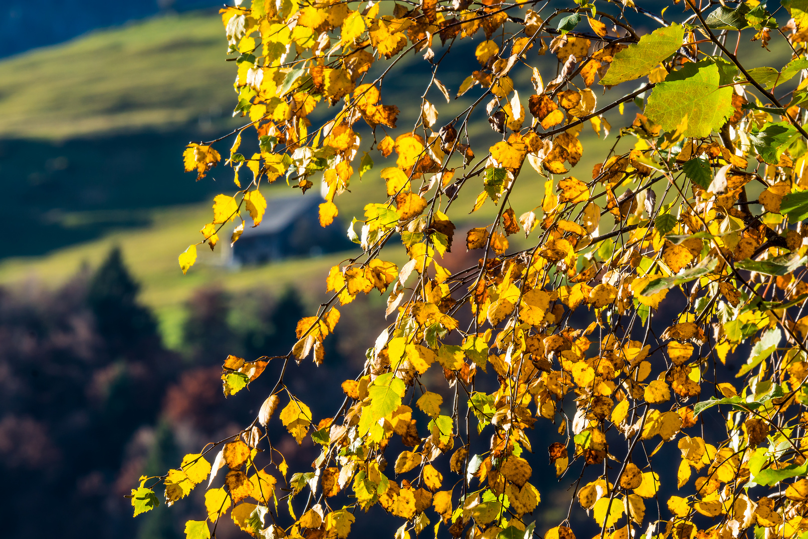 birch leaves