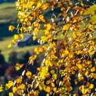 birch leaves