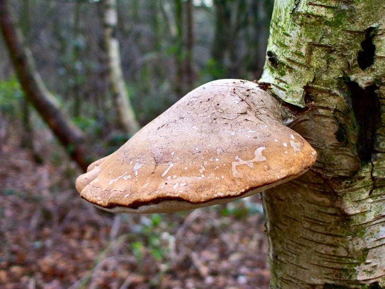 Birch Polypore