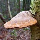 Birch Polypore