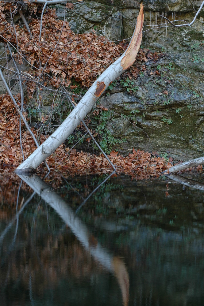 birch reflection