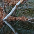 birch reflection