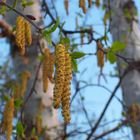 Birch Seeding