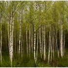 Birch Tree