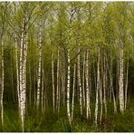 Birch Tree